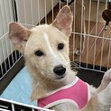 人懐っこい雑種の男の子⭐︎3ヶ月