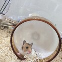 元気なゴールデンハムスター♀