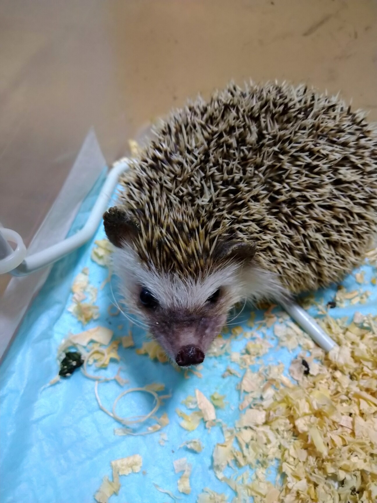 保護したハリネズミ サムネイル1