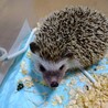保護したハリネズミ サムネイル1