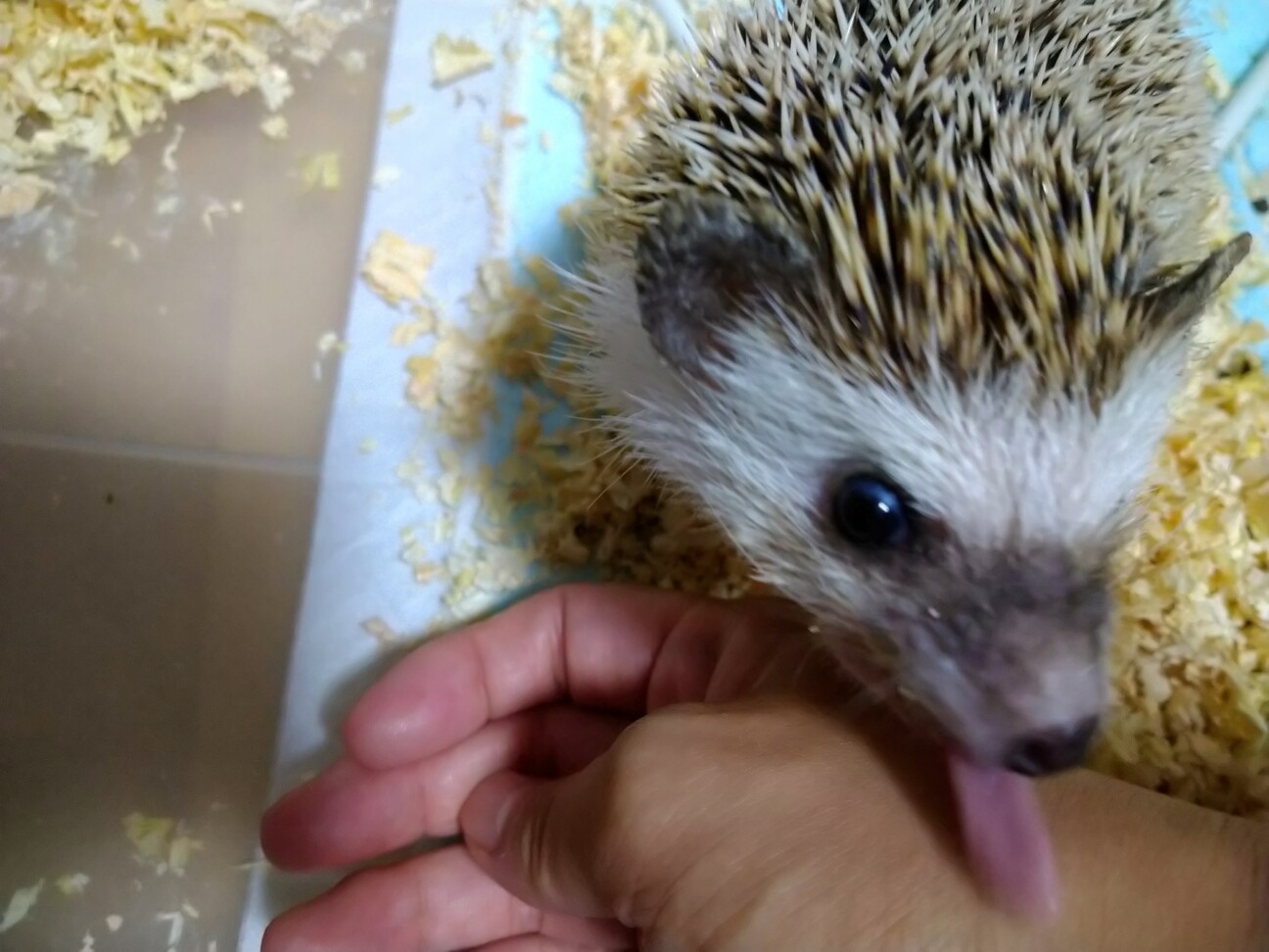 保護したハリネズミ サムネイル2