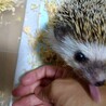 保護したハリネズミ サムネイル2
