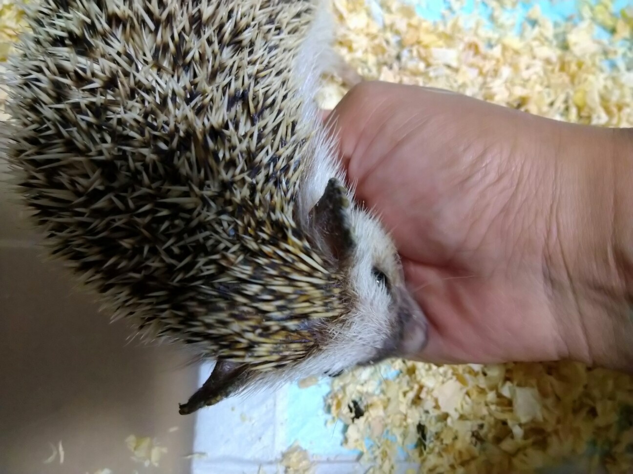 保護したハリネズミ サムネイル3