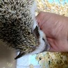 保護したハリネズミ サムネイル3