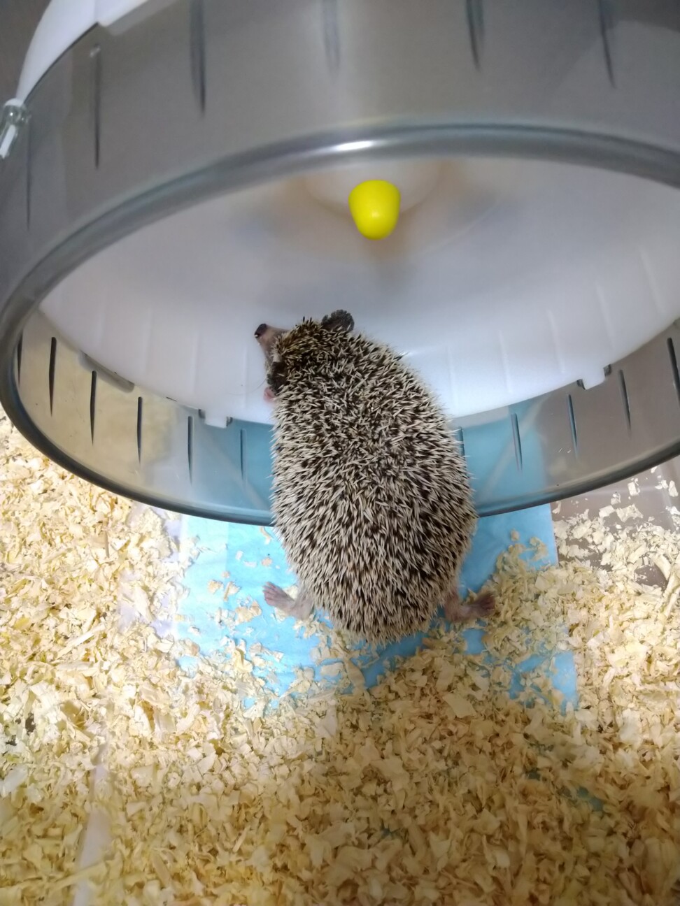 保護したハリネズミ サムネイル4