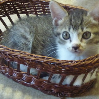 キジ白の男の子