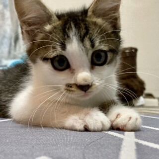 リリたん良い子だよ！家族になって下さい。リリィ。
