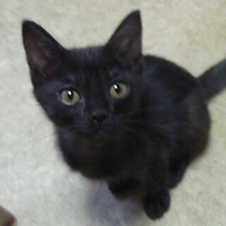 黒猫の女の子 カンナ