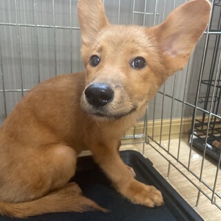 お耳ビック✴︎ラヴィの家族を探してます。