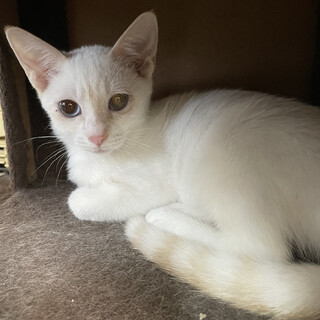 尻尾がチャームポイント ふゆちゃん
