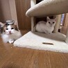 『チャモ』触られるのは平気だけど人は苦手