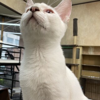 とってもスリゴロ、織姫ちゃん