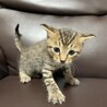 【急募】兄弟譲渡（キジトラ♂） サムネイル2