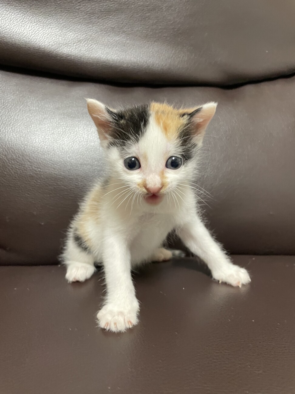 【急募】兄弟譲渡（三毛猫♀） サムネイル2