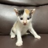 【急募】兄弟譲渡（三毛猫♀） サムネイル2