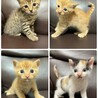 【急募】兄弟譲渡（三毛猫♀） サムネイル3
