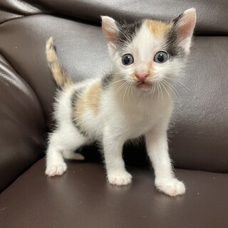 【急募】兄弟譲渡（三毛猫♀）