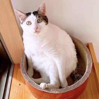 デッカい甘えん坊！白キジ男子