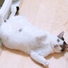 デッカい甘えん坊！白キジ男子 サムネイル2