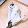 デッカい甘えん坊！白キジ男子 サムネイル6