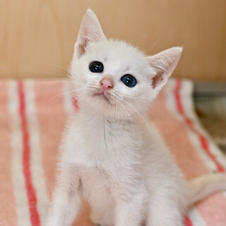 かわいいモクレンちゃん！