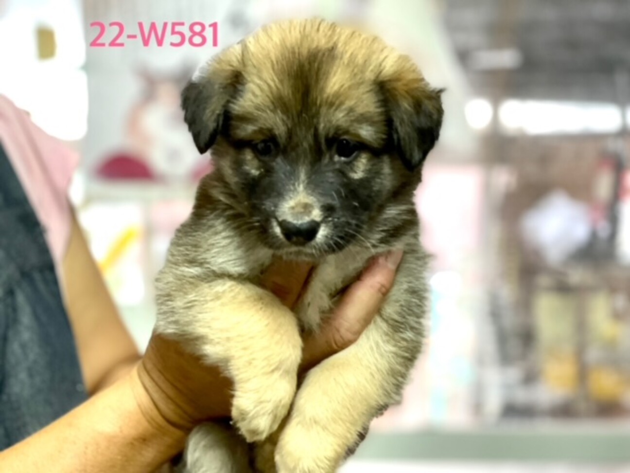 22 W581 もふもふ 大阪府 犬の里親募集 ペットのおうち 月間利用者150万人