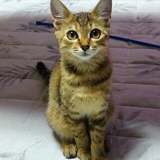 美人なリコリスちゃん、家族募集中