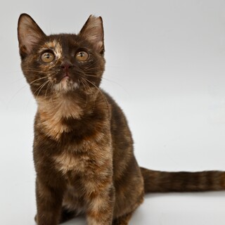 チョコサビのリリちゃん！