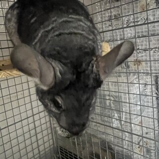 チンチラ　♀　スタンダード