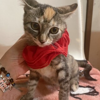 慣れ慣れ4兄弟　お目目ぱっちり　ミツメです♡