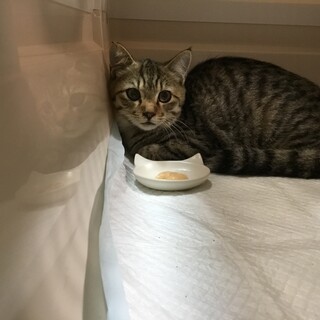 将来有望 ジャニーズ系