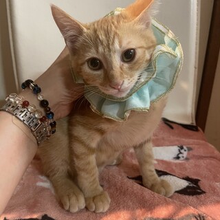 希少な茶トラの女の子！ マリンです♡