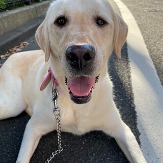 好奇心旺盛！愛嬌たっぷりラブラドール