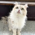 クリックリの目がチャームポイント