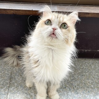 クリックリの目がチャームポイント