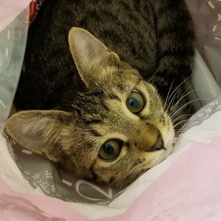 愛くるしいキジ猫の女の子(小さな命を助けたい)