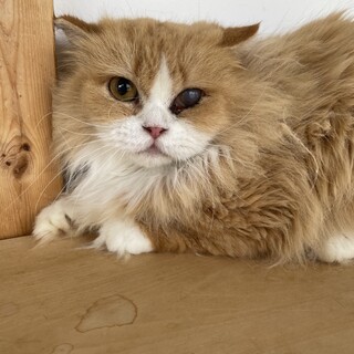 フワッとした毛並みの短足マンチカン♡