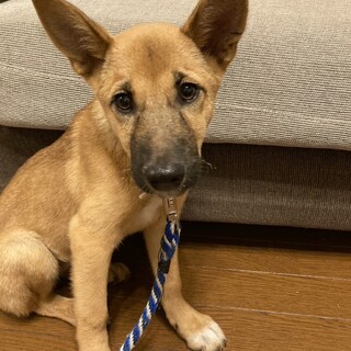 岡山市保健所★急募！どうかお願いいたします！