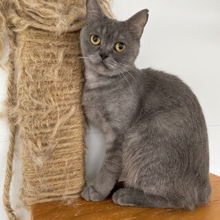 抱っこ好きでとても人懐っこい性格の女の子♡