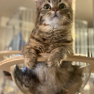 すごく可愛いシャイガール！