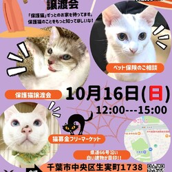 ねこの譲渡会 サムネイル1