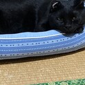 甘えん坊で優しいココア君♡黒猫♂