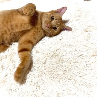 大らか茶トラの男の子