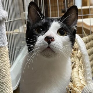 人馴れ抜群。肩乗りおだやかくん