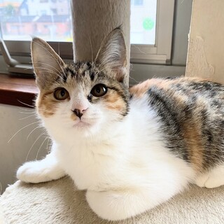 くるりん尻尾☆縞三毛れもんちゃん