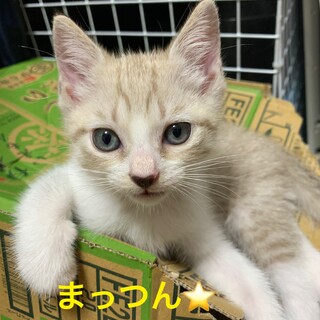 優しい毛色のイケメンにゃんこ⭐️