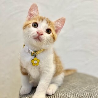 ボンボンご応募一時停止させて頂きます✩