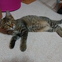 キジトラ♂物怖じしない良い子です♪