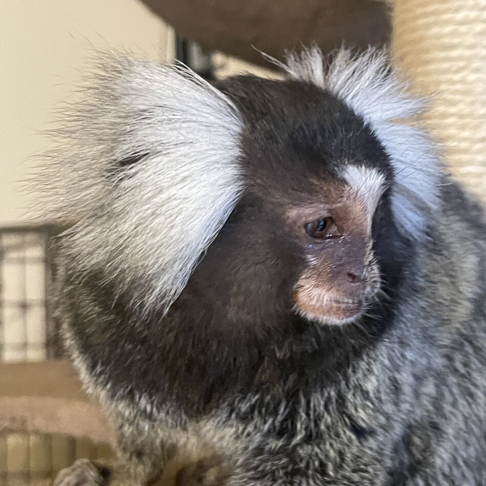 小次郎のカバー写真