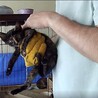子猫のマージ♪ サムネイル2